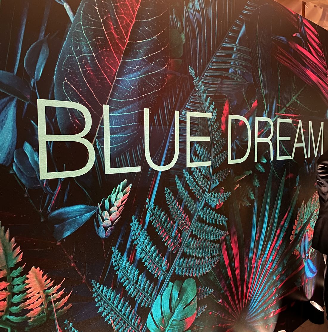 Blue Dream Summer Gala